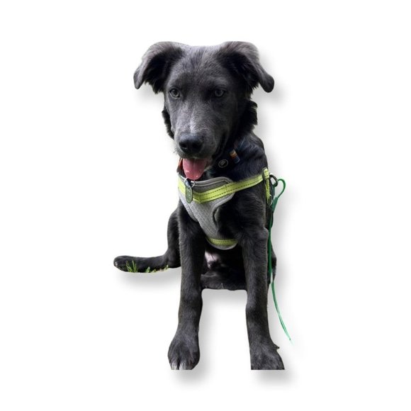 Standard Mesh Comfort Dog Harness - Grey/Neon - S - Boots & Barkley. - Picture 5 of 7